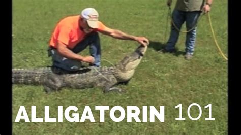alligator hook up